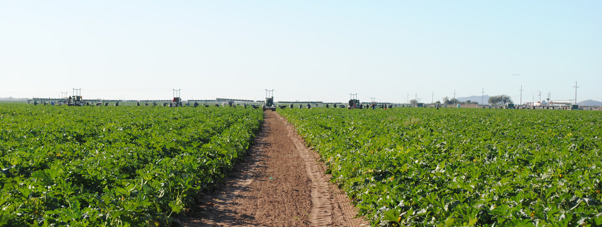 SunFed growing fields